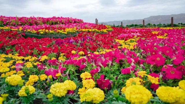 【白银文旅】白银区乡村“秋景图”：美得让你移不开眼