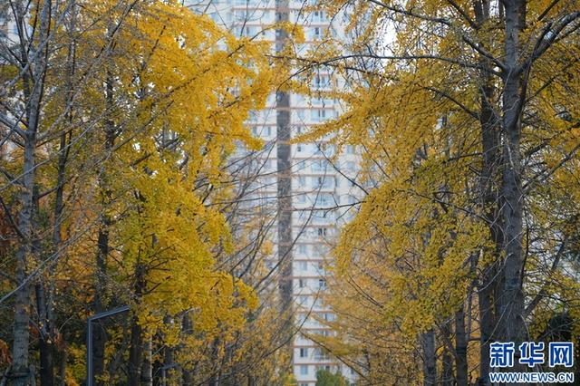 新华网 | 河南南阳：银杏美景吸引市民