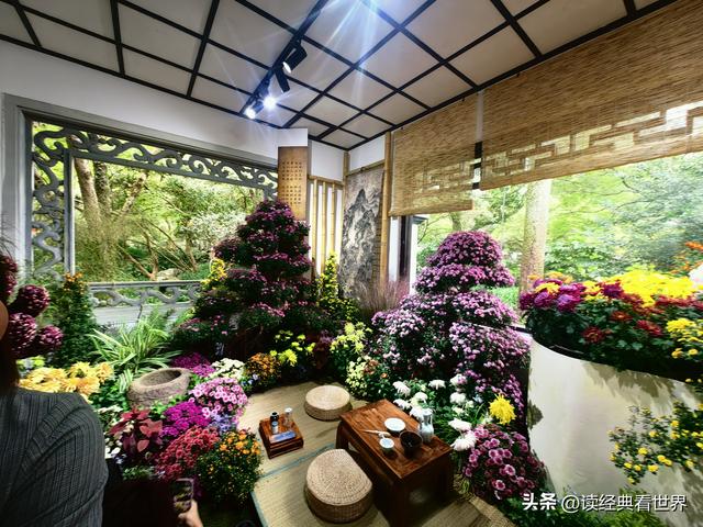杭州植物园的菊花展——一场关于菊花的饕餮盛宴（二）
