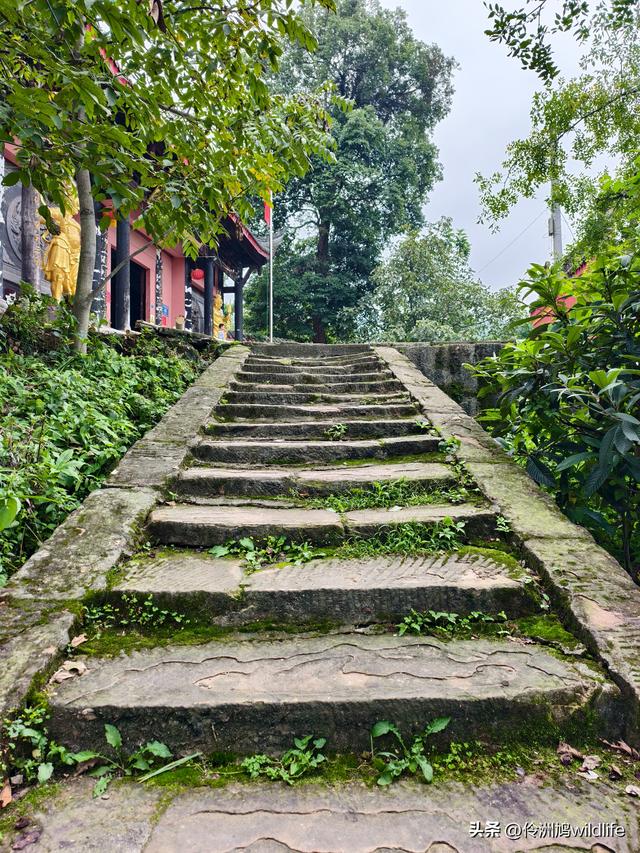 成都徒步（69）·彭州篇⑯法藏寺环线（桥断未走通）