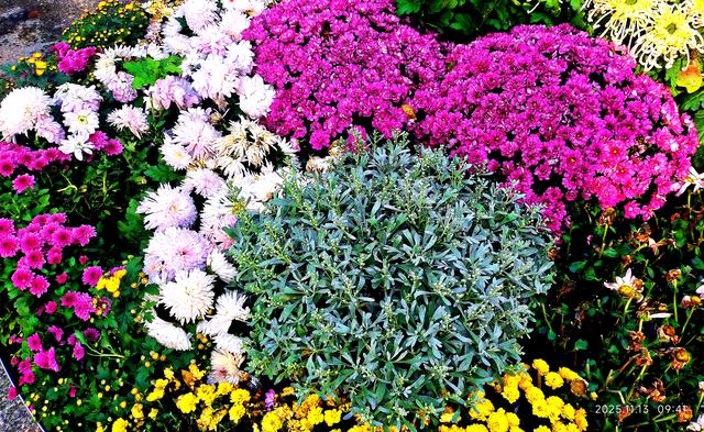 中山公园的菊花