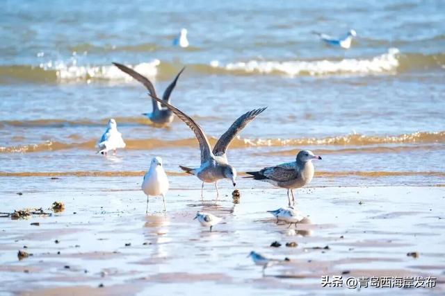 “鸥”耶！西海岸来了一批“老朋友”！