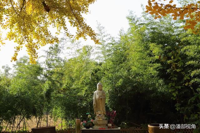 无锡荡口圆通村原圆通寺的旧址上，二棵古银杏今年甚美