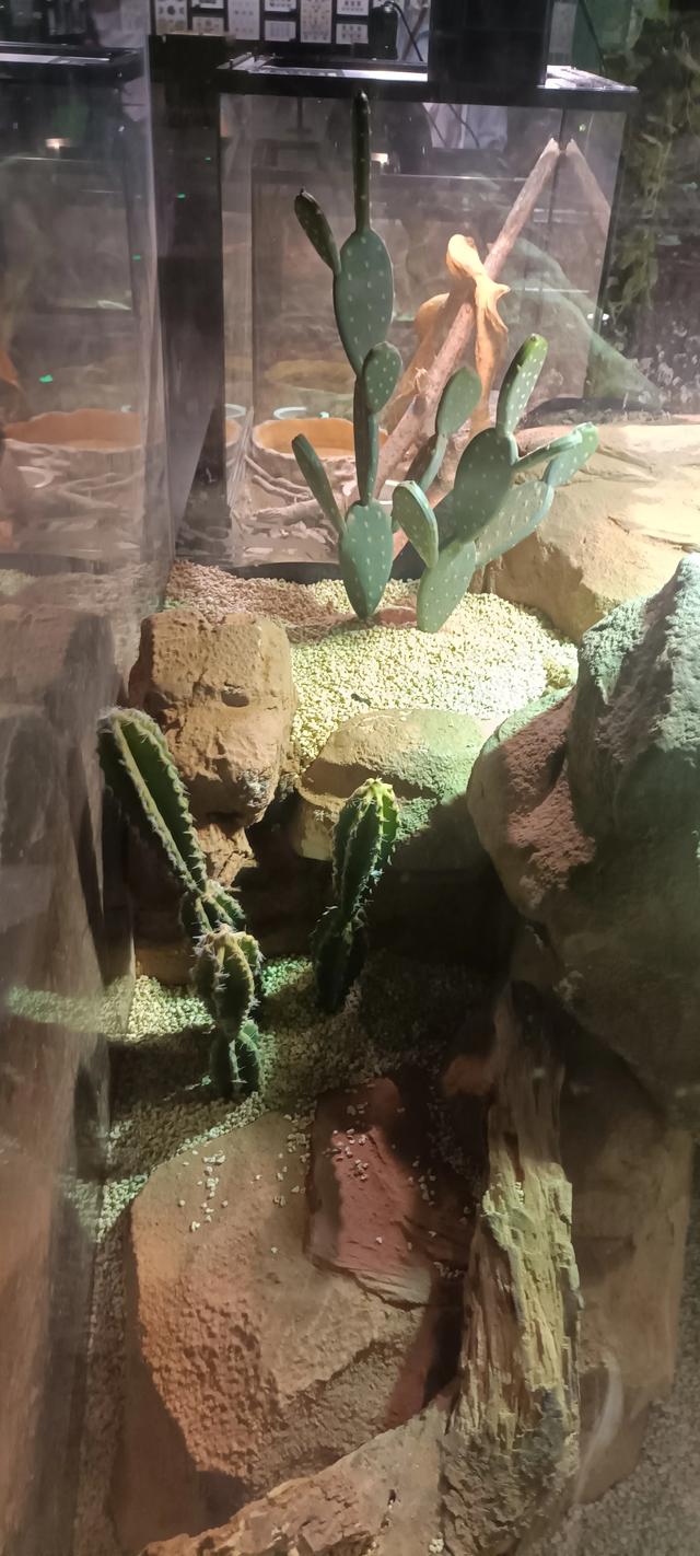 西安长安云昆虫展你来了吗