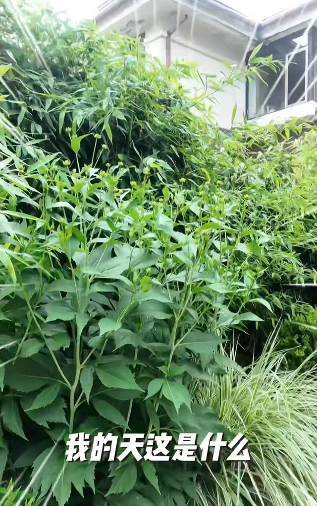女星邓莎离家2个月花园荒废，独带3条狗游玩！与富商老公感情危机