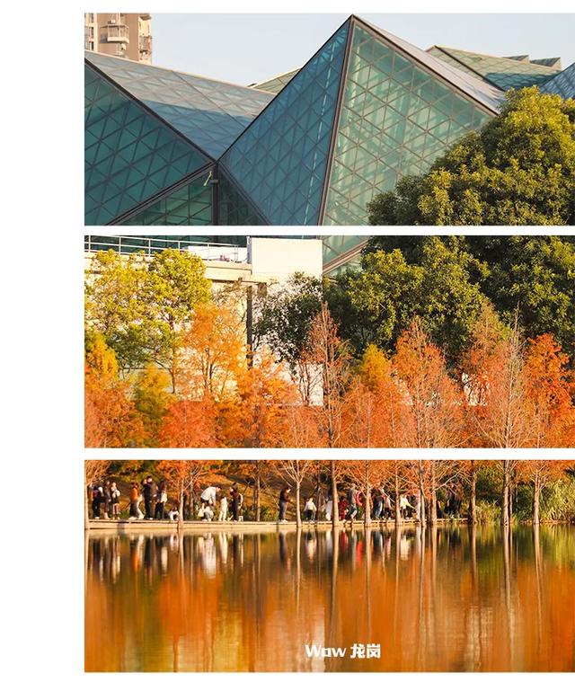 红了！龙岗落羽杉进入最佳观赏期！最全打卡攻略→