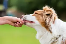 春季狗狗易伤人！专家：得了狂犬病没治，打疫苗很关键图片