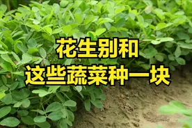 花生的"死对头"！这些蔬菜千万别和花生挨着种，老农都懂的秘密！图片