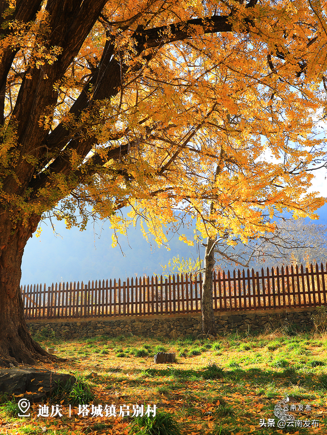 壁纸上新！云南银杏树集体换上绝美金装