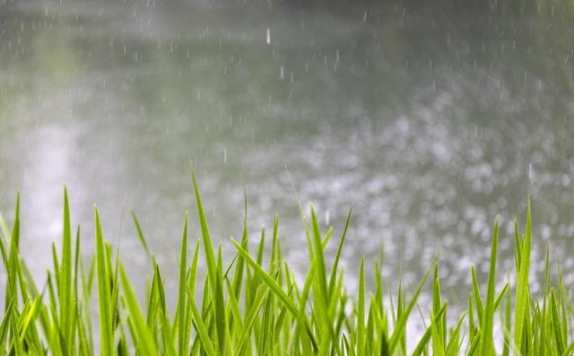今日入伏，老人说最怕“入伏一日雨”，入伏天下雨有啥预兆？