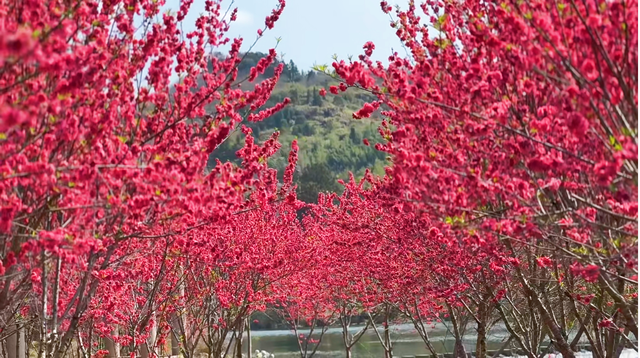不枉等了一年！宁德赏桃花地图，春日顶流浪漫暴击~