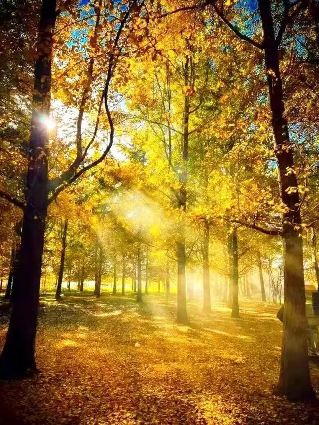 临沂此处天地一色，快来赴一场与金黄的约会吧！