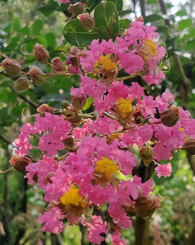 鹿泉：夏日雨后，公园里藏不住的花语
