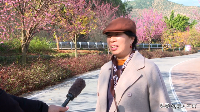 冬日里的粉色浪漫：异龙湖畔冬樱花盛开