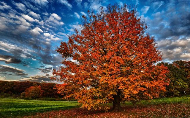 岁月凌霜，树叶枯黄，时光已是深秋