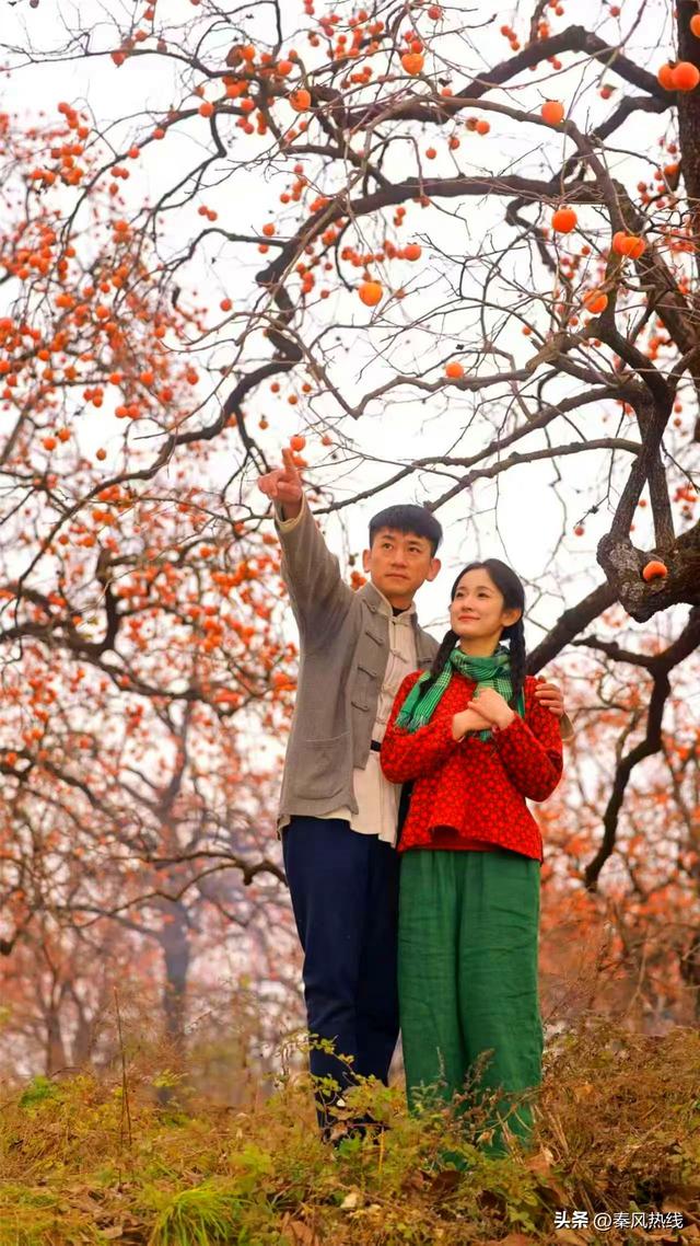 彬州市罗店村：红色染秋山 八方游客聚此共赴“盛柿之约”