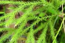 腰椎间盘突出，痊愈了，走了十公里的路，以为白治了图片