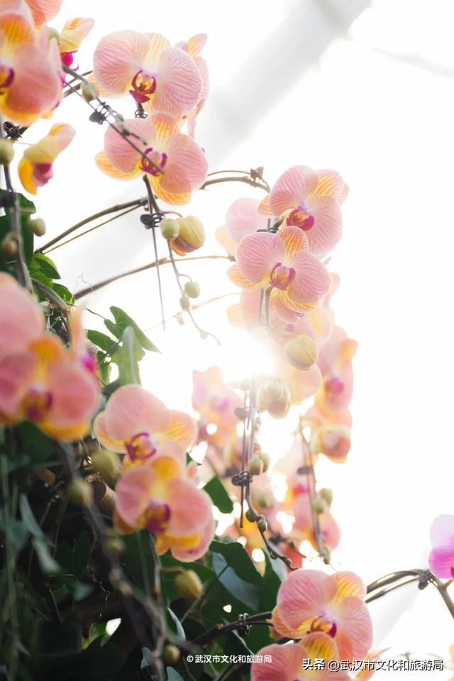 万株兰花盛放，2026赏花季，来了！