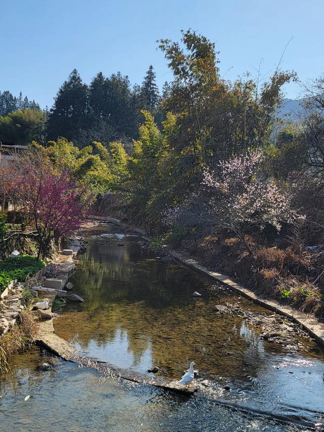 土楼拾光①:福建土楼景区——田螺坑片区（2025.2.9 漳州·南靖）