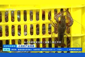 消费旺季来了，小龙虾价格暴跌近50%，业内：“接下来价格还会降”!图片