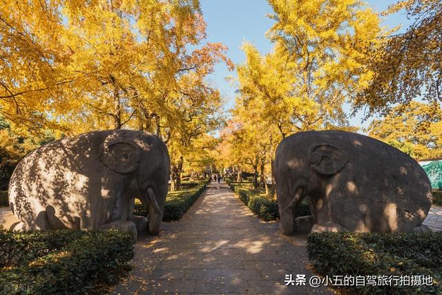 江浙沪 9 大赏秋地实测攻略！周末就能出发，红枫 / 银杏 / 水杉全吃透