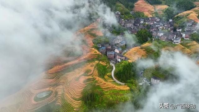 龙脊不“剪”秋，梯田收割正当时快来体验~