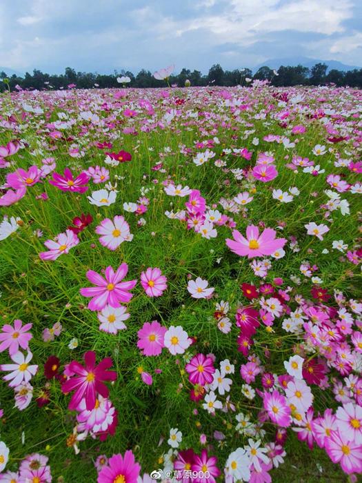 携台湾亲朋自驾游滇西南之十一