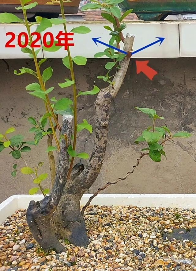 四年成长路：一颗 “过桥从林” 老鸦柿树桩的变形记。