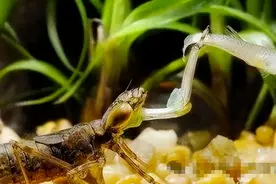 每年能吃3000只蚊子，8年才能长成，竟被卖80元/斤做成美食！图片