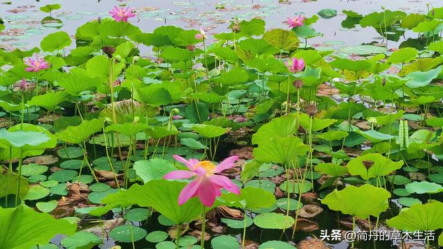 骑上我的小毛驴去遛弯