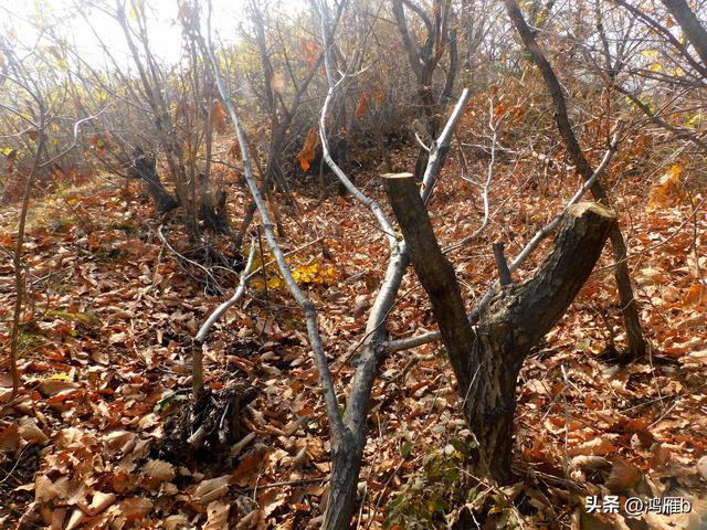 明长城本溪段全程探寻