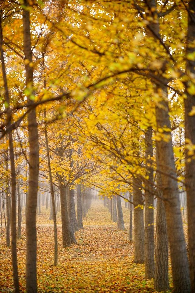 11月，去赏银杏吧！8个高颜值赏秋地，速来拍美照，挑一个就出发