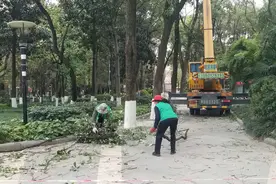 树枝清理量超平日20倍！绵阳这样防“风”险图片
