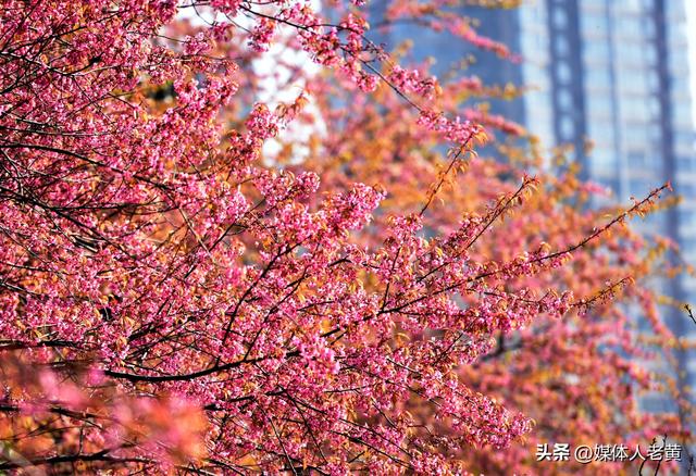 六盘水市水城河畔冬樱和梅花盛开鸟语花香引客来