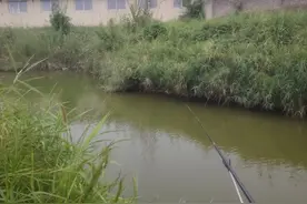 这种植物满地都是，却是钓草鱼最好用的饵料，比玉米好用一百倍。图片
