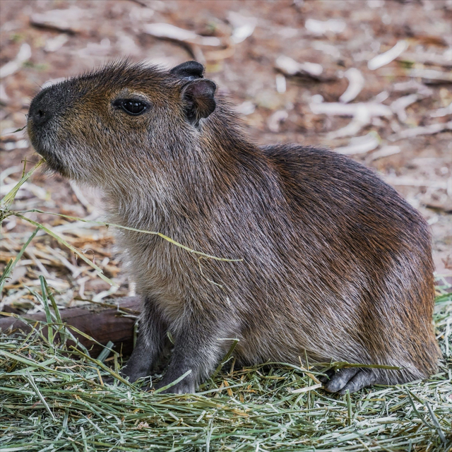 客流爆满，40元门票撬动1亿！月薪3000的人为什么爱上逛动物园？