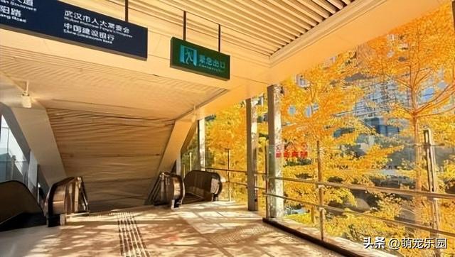 地铁口现武汉最美秋天，银杏叶金黄满树，路人纷纷掏出手机拍照