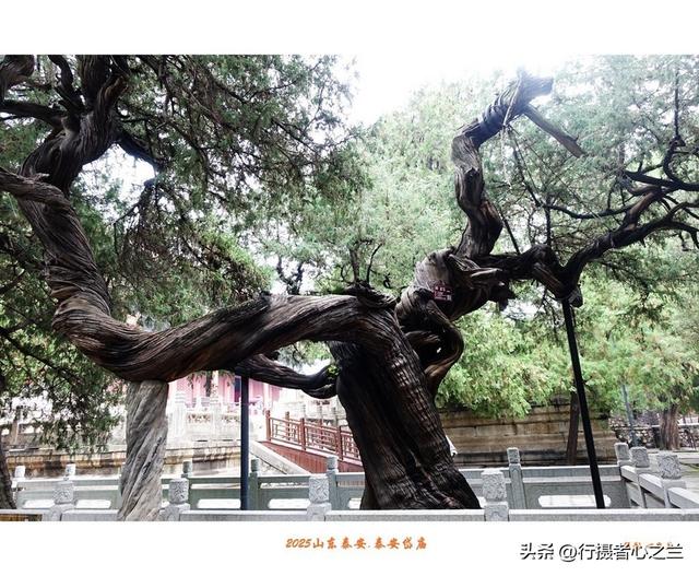 山东行游影记（323）—泰安岱庙（十九）