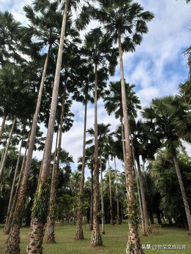 北回归线上的绿宝石：西双版纳的暖冬秘境