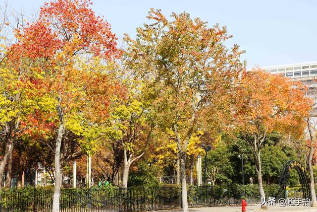 上海：闵行“小外滩”的乌桕“换妆”秋意浓错过成“遗憾”