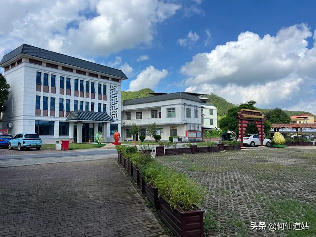 新丰秀田，是来看古树的