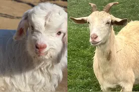 同样是羊肉，“绵羊肉”和“山羊肉”区别很大，弄懂了再买不会错图片