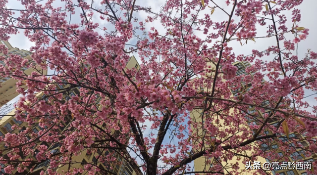 兴义人工湖冬樱花迎冬绽放