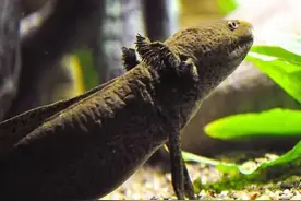 “终身不老”的六角龙，再生能力强大，为何一直保持幼态？图片