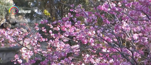 春城顶流如约至 圆通樱潮迎客来