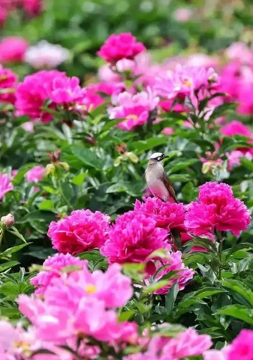 阳台院子必种！这10种花堪称传家宝＂，栽1回年年爆花
