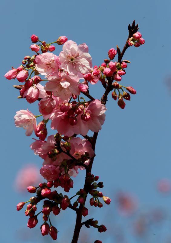昆明动物园开启 “圆通樱潮”赏花季
