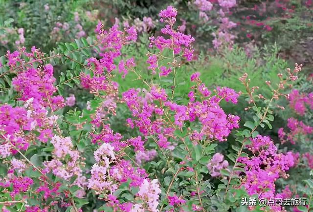 成都温江最美紫薇花大道，壮观色彩斑斓，不要门票，地铁公交直达