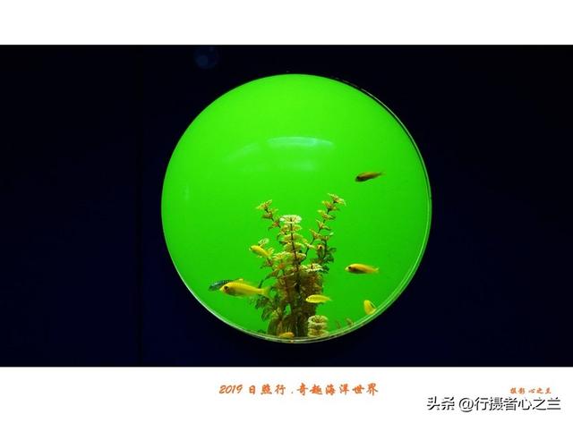 山东行游影记（91）—日照奇趣海洋世界（二）