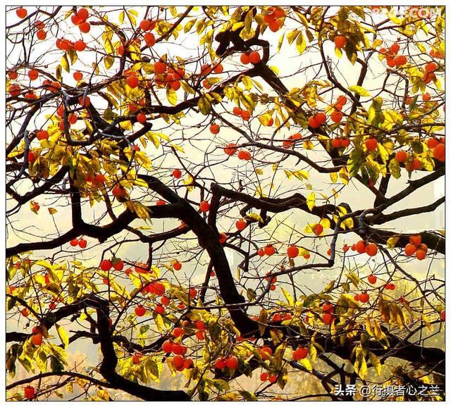 山东行游影记（193）—青州仰天山柿子沟（一）